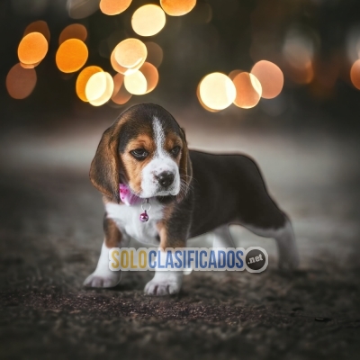 BEAGLE POKET AMERICANO PUPPIES... 