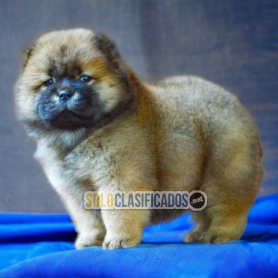 BEAUTIFUL CHOW CHOW PUPPY FOR SALEE... 