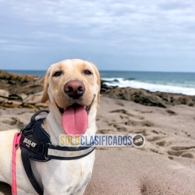 Labrador Retriever linda raza para ser llevado a tu casa!... 