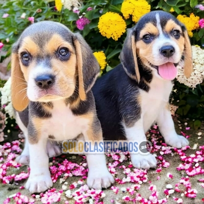 BEAGLE HARRIER IN NORTH CAROLINA... 