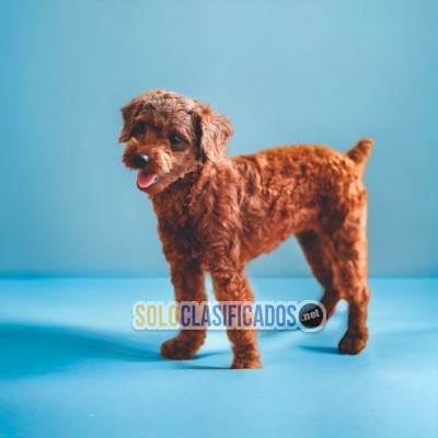 French Poodle red disponible aqui French poodle red... 