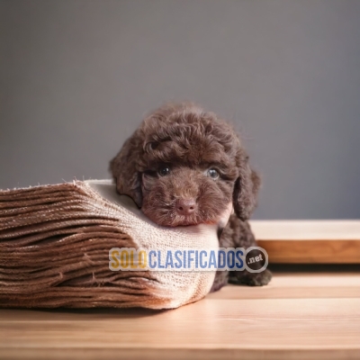 FRENCH POODLE CHOCOLATE AVAILABLIE NORTH CAROLINA... 