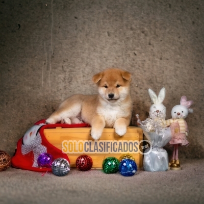 Hermosos cachorros Akita Inu color blanco y negro... 