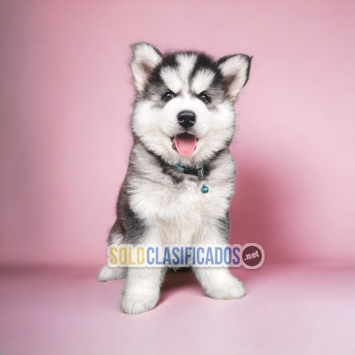Encantador y Elegante cachorro raza Alaskan Malamute... 