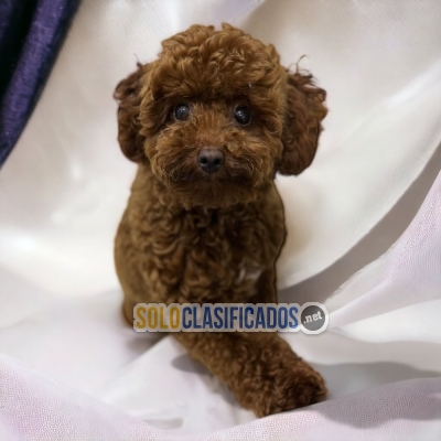 CUTE FRENCH POODLE RED PETS AVAILABLE NOW... 