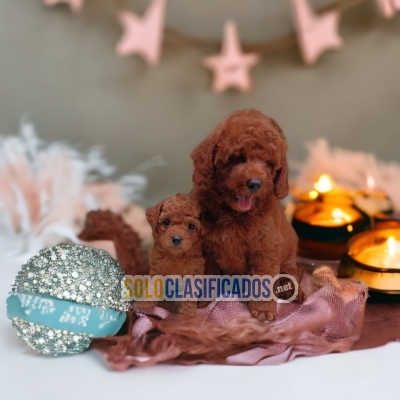 WONDERFUL PUPPIES FRENCH POODLE RED... 