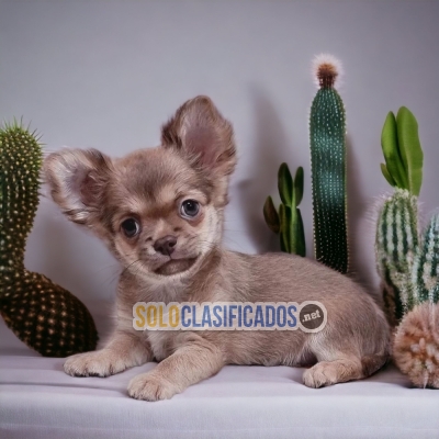 Chihuahua de Pelo Largo Chiquitos y Preciosos Cachorros... 