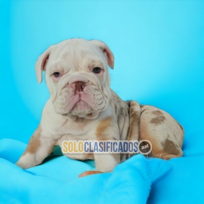 Bulldog Ingles Exotico Bellos y Encantadores Cachorros... 