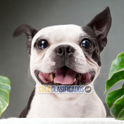 PRECIOSOS CACHORROS  BOSTON TERRIER  DISPONIBLE AQUI OMPRALO AHOR... 