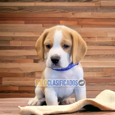 Beagle Poket Americano beautiful  Puppies... 