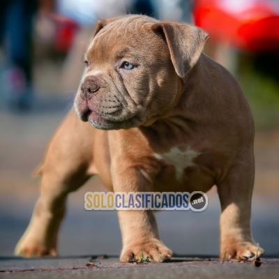AMERICAN BULLY M       LIKE DOG LOVE THERE IS NONE... 