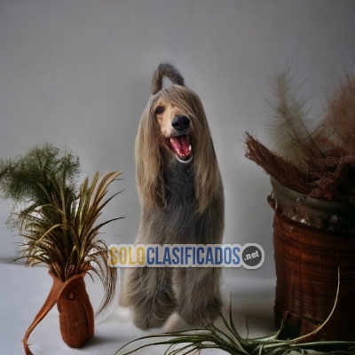 Beautiful and Lovely Afghan Hound Dog... 