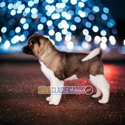 Hermosos cachorros Akita americano con las mejores condiciones de... 