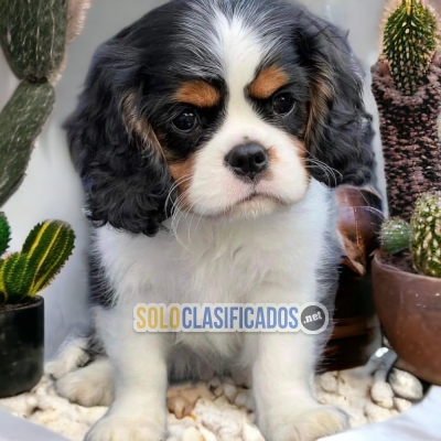 DULCES CACHORROS CAVALIER KING CHARLIE SPANIEL... 