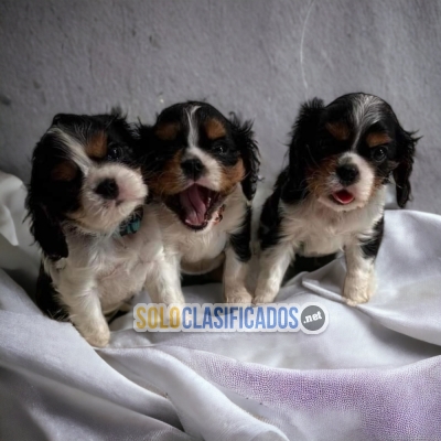 CAVALIER KING ilinois... 