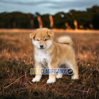 Akita Inu Preciosos y Bellos Cachorros... 