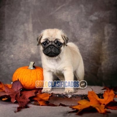 WONDERFUL PUPPIES PUG... 