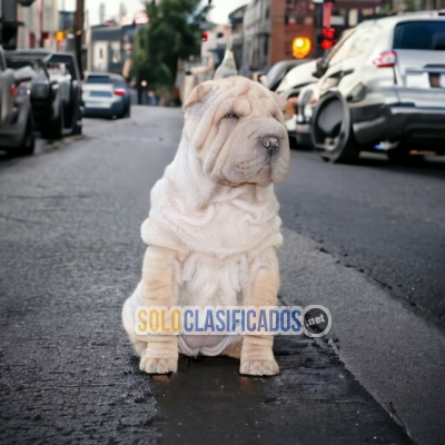 DISPONIBLES MASCOTAS SHAR PEI / AVAILABLE SHAR PEI... 