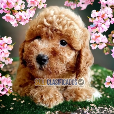 FRENCH POODLE APRICOT HAPPINESS FOR YOUR HOME... 