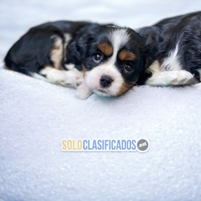 cavalier king... 