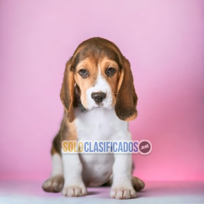 BEAGLE POKET AMERICANO DISPONIBLE AQUI... 