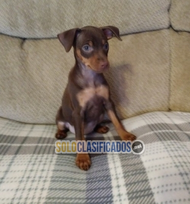 Cachorros Pinscher miniatura bien socializados a la venta... 