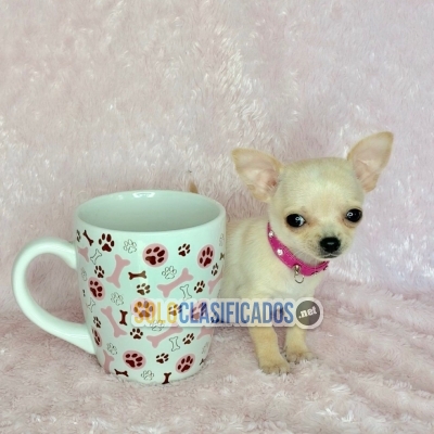 chihuahua puppies for sale near me / apple head chihuahua puppies... 