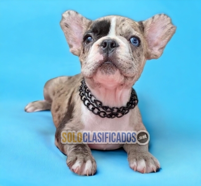 PUPPIES BULLDOG FRANCES EXOTICO AVAILABLE... 