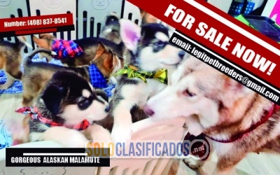 FOR SALE GORGEOUS  ALASKAN MALAMUTE PUPPIES AVAILABLE... 