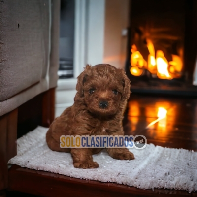 French Poodle Red Lovely Puppies... 