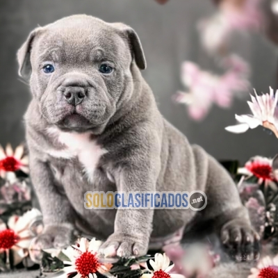 AMERICAN BULLY M NORTH CAROLINA... 