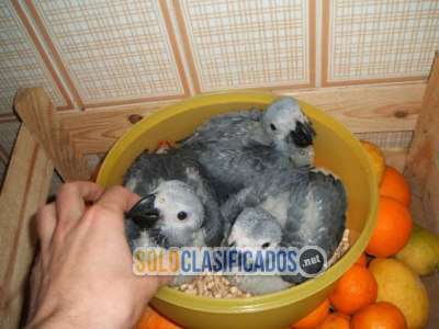 Loros Grises Africanos documentados disponibles para reubicación... 