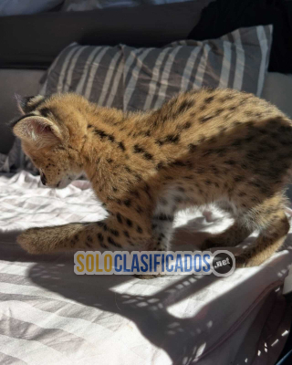 Serval excepcional: la elegancia de la sabana en tu hogar... 