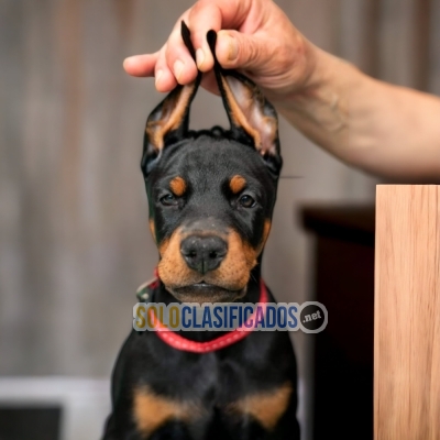 CUTE DOBERMAN... 