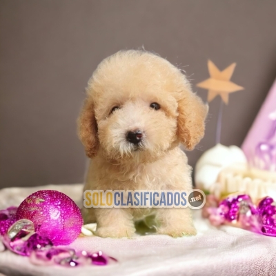 French Poodle Bonitos Cachorros... 