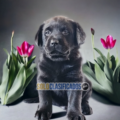 Labrador Retriever Radiant Puppies... 