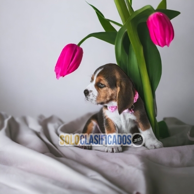 BEAGLE POKET AMERICANO IDEAL FOR YOUR HOME ... 