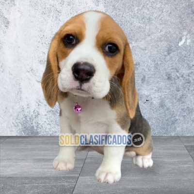 Lindos cachorros Beagle Poket Americano en venta... 