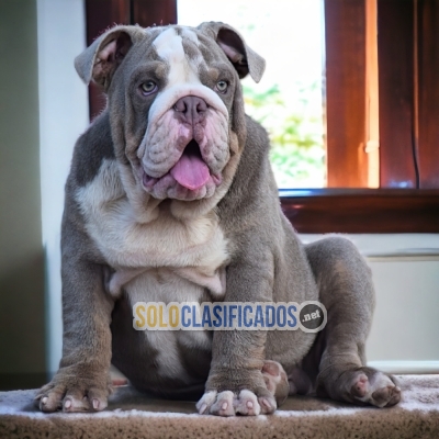 PERROS BULLDOG INGLÉS EXOTICO DISPONIBLE... 