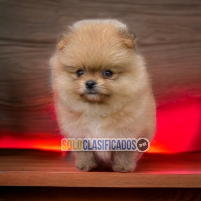 HERMOSOS CACHORROS POMERANIA... 