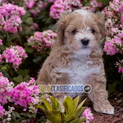 POOFY BICHÓN HABANERO... 