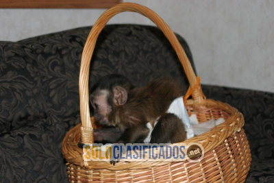 Solo Clasificados - Adorable mono capuchino hembra disponible para adopción - imagen: 5