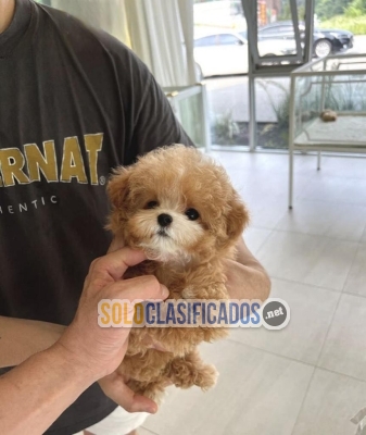 Los cachorros Teacup Maltipoo  1 hembra y un macho... 