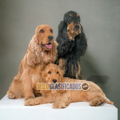 COCKER SPANIEL INGLÉS            IT WILL BE YOUR BEST COMPANY FRO... 
