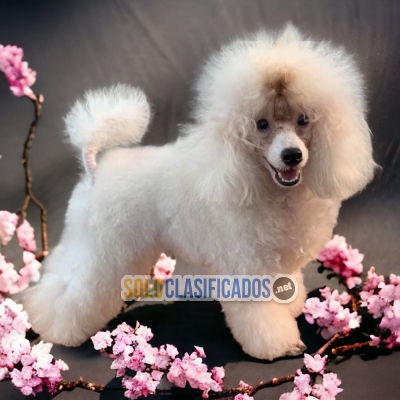 DISPONIBLES HERMOSOS FRENCH POODLE NORMAL / FRENCH POODLE NORMAL ... 