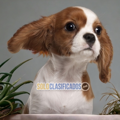 CAVALIER KING CHARLIE SPANIEL AVAILABLE IN NORTH CAROLINA... 