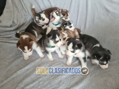 Husky siberiano en venta a buen precio Whatsapp : +1 (510) 842518... 