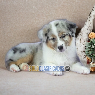 BORDER COLLIE EXOTICO LOVE PUPPY... 