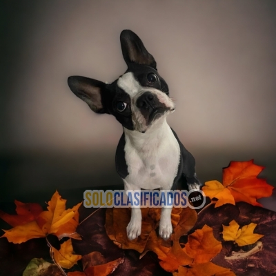 BOSTON TERRIER AVAILABLE /DISPONIBLEE!... 