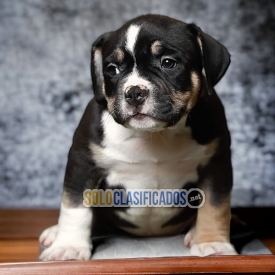 CUTE AMERICAN BULLY POKET  PUPPY FOR SALE... 